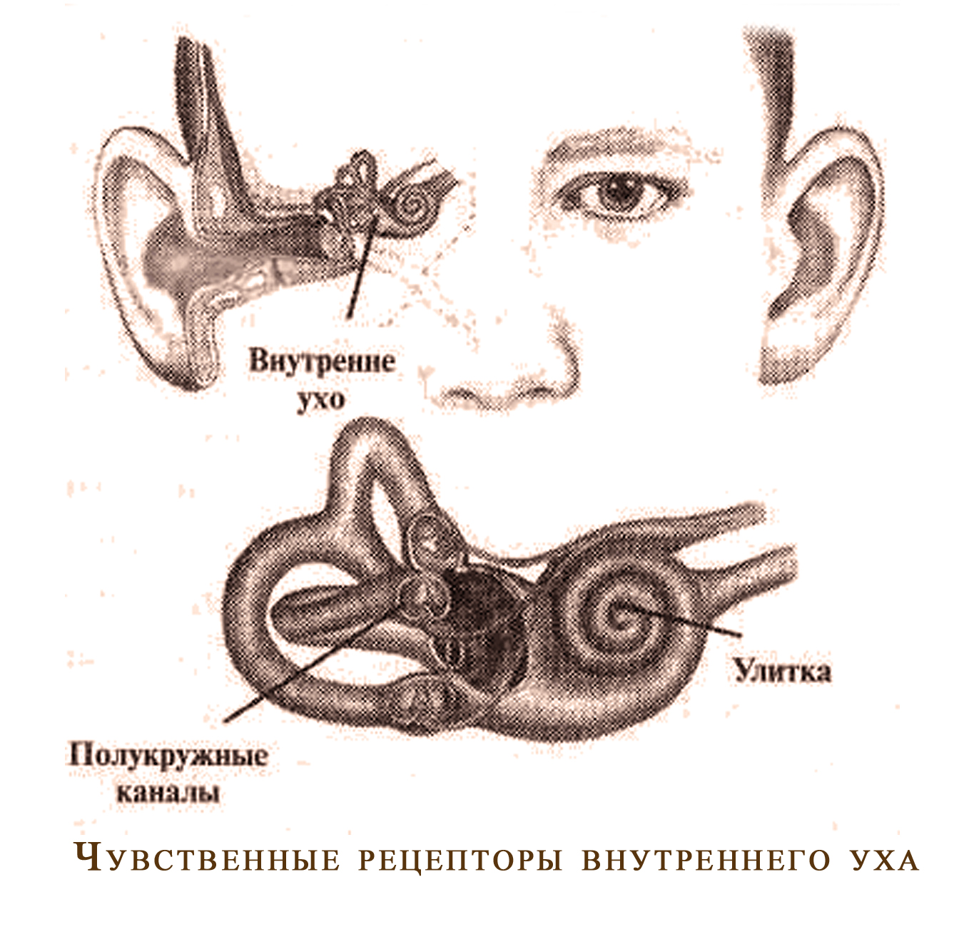 Внутреннее ухо расположено в полости. Полукружные каналы внутреннего уха. Полукружные каналы среднего уха. Полукружные каналы это среднее ухо. Строение внутреннего уха человека.